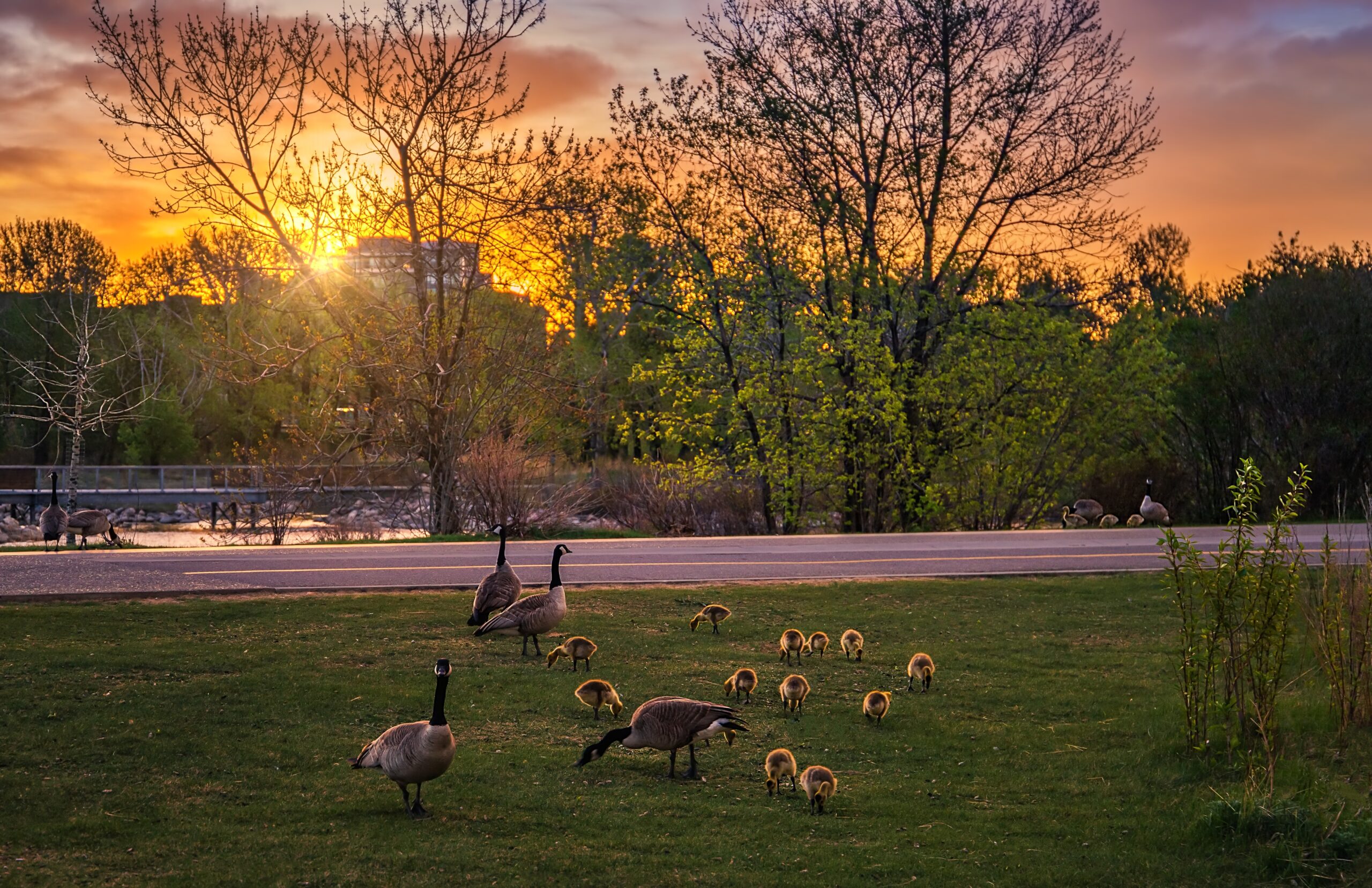 family of canada geese and goslings, representing family property division in Alberta