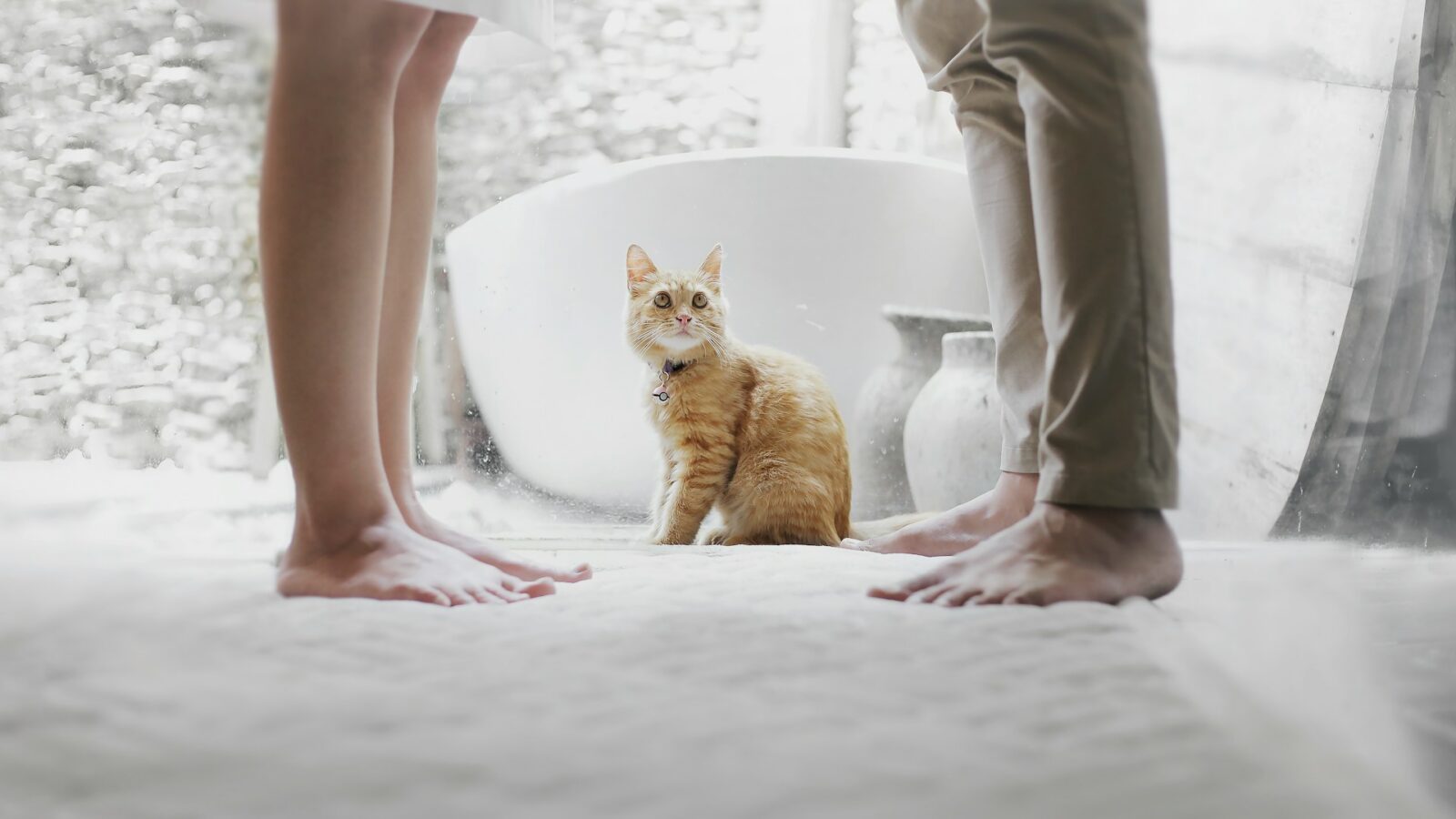 An orange cat sits between a man and woman standing facing each other, but visible only from the knees down, on a white rug, representing common-law separation in Alberta.