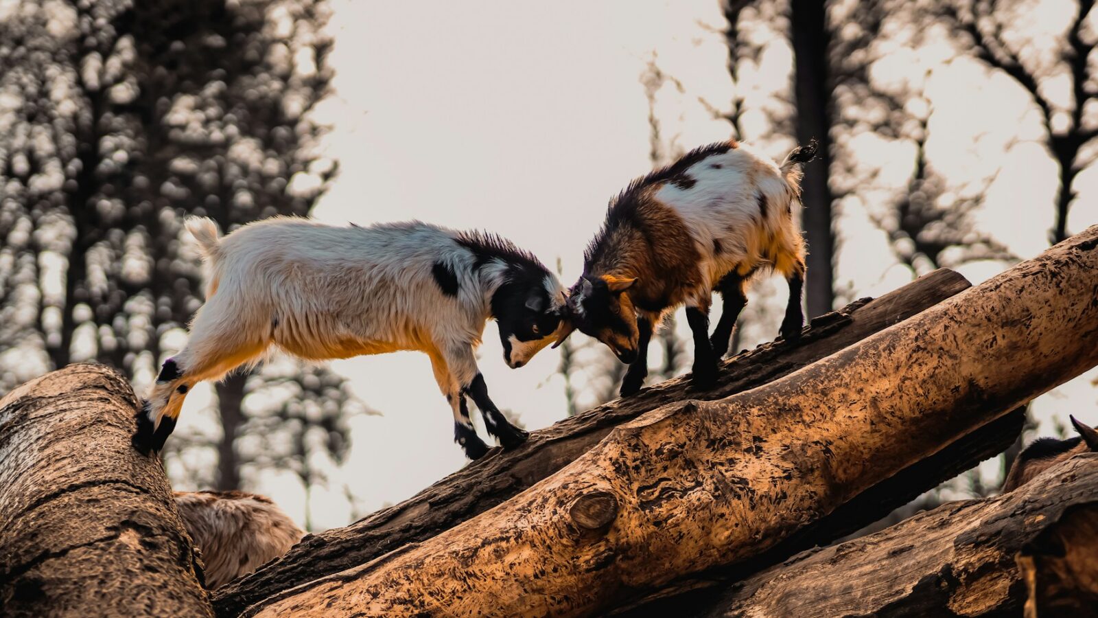 Two young goats stuck in a stalemate head-to-head, representing shareholder deadlock in disputes and deadlock clauses in Alberta shareholder agreements.